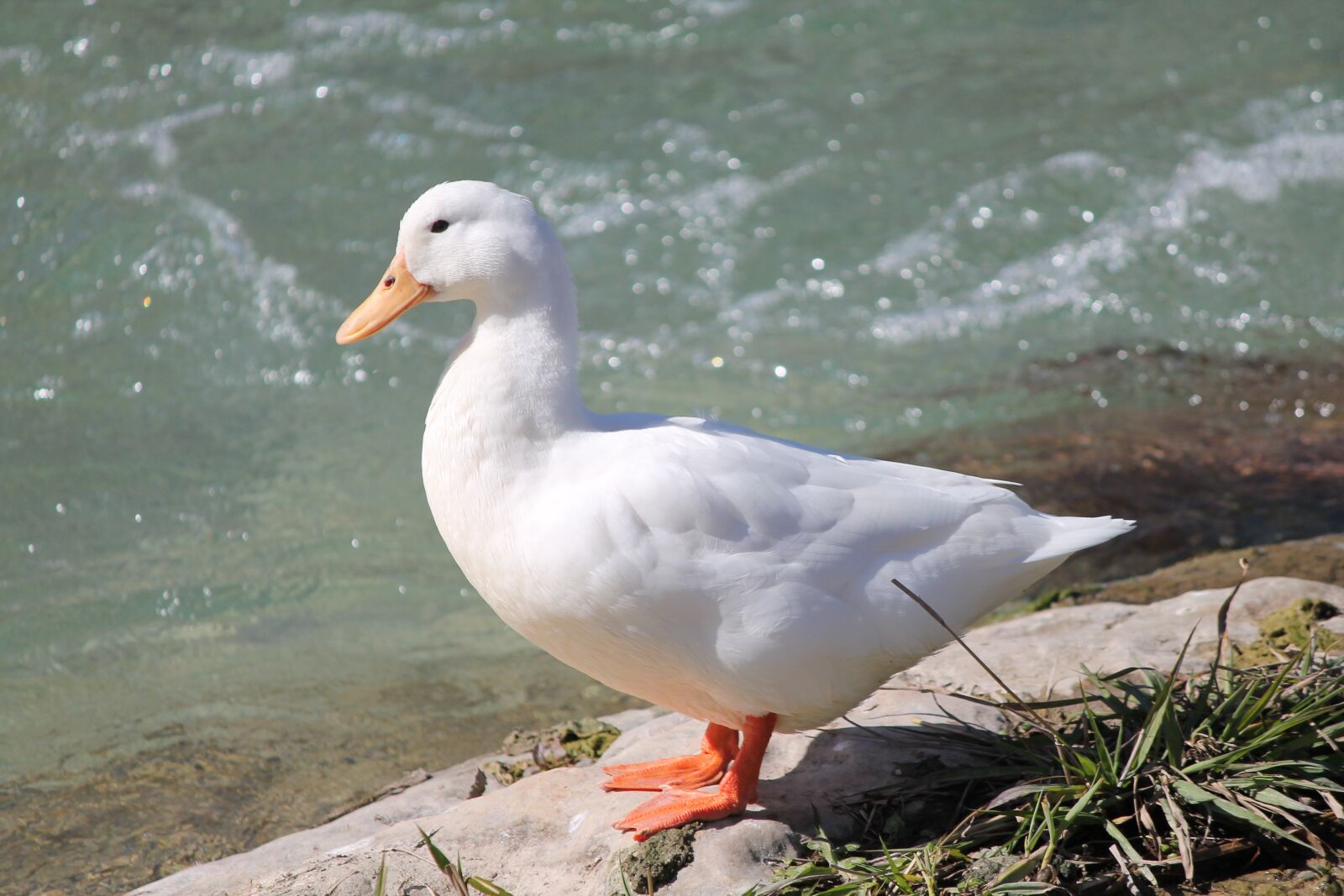 Canon EOS 1100D (EOS Rebel T3 / EOS Kiss X50) sample photo. Duck, creek, bird photography