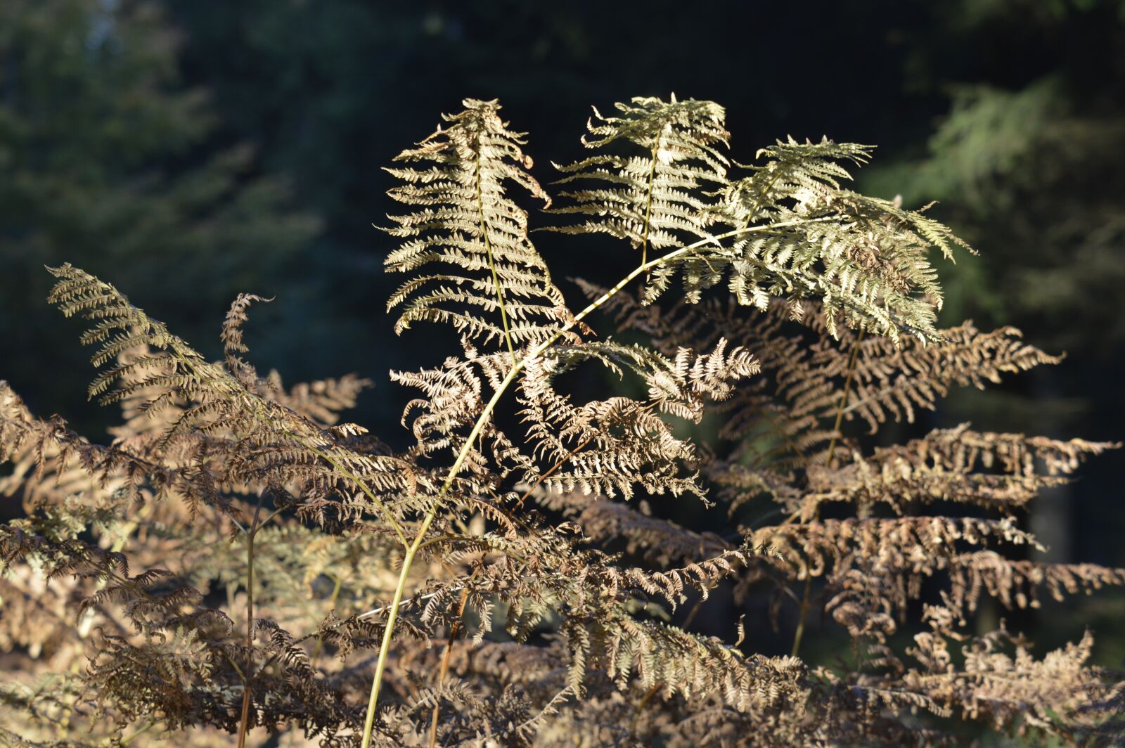 Nikon D3200 sample photo. Fern, forest, plant photography