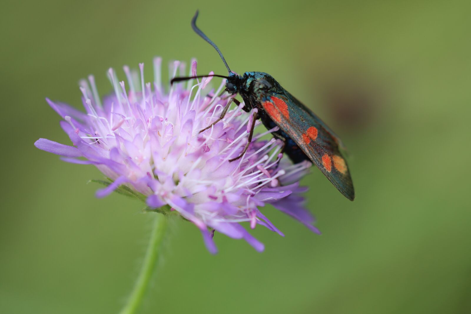 Canon EOS 90D sample photo. Butterfly, insect, wing photography