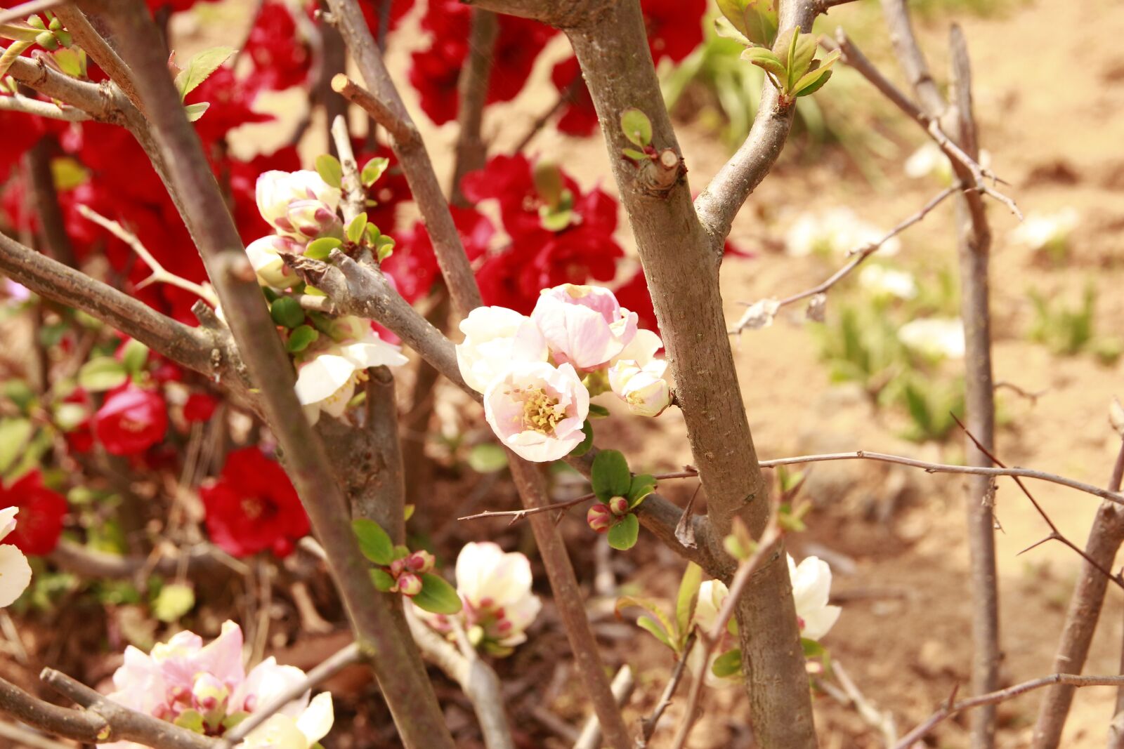 Canon EOS 700D (EOS Rebel T5i / EOS Kiss X7i) sample photo. Flowers, petal, plants photography