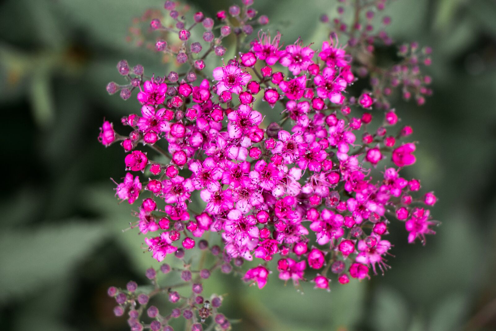 Canon EOS 700D (EOS Rebel T5i / EOS Kiss X7i) sample photo. Flower bunch, tiny, bloom photography