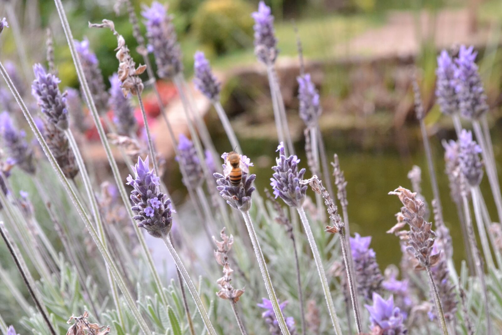 Nikon D3100 sample photo. Bee, lavandre, country photography