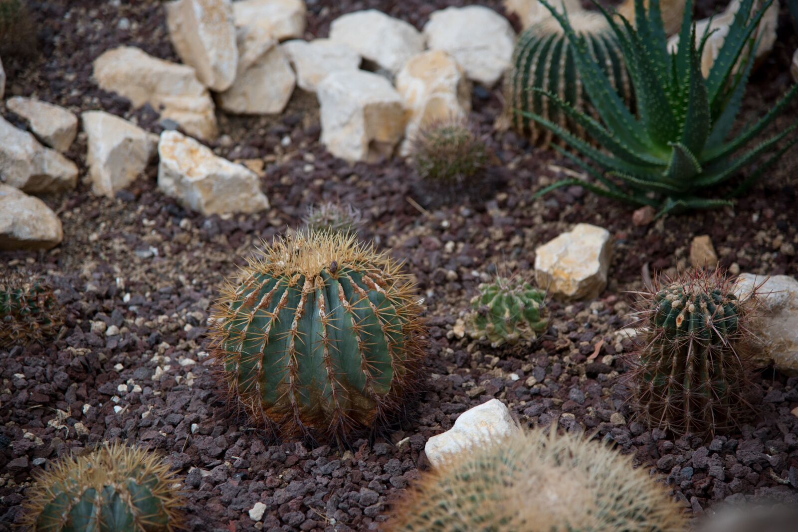 Nikon D750 sample photo. Cactus, spines, prickly photography