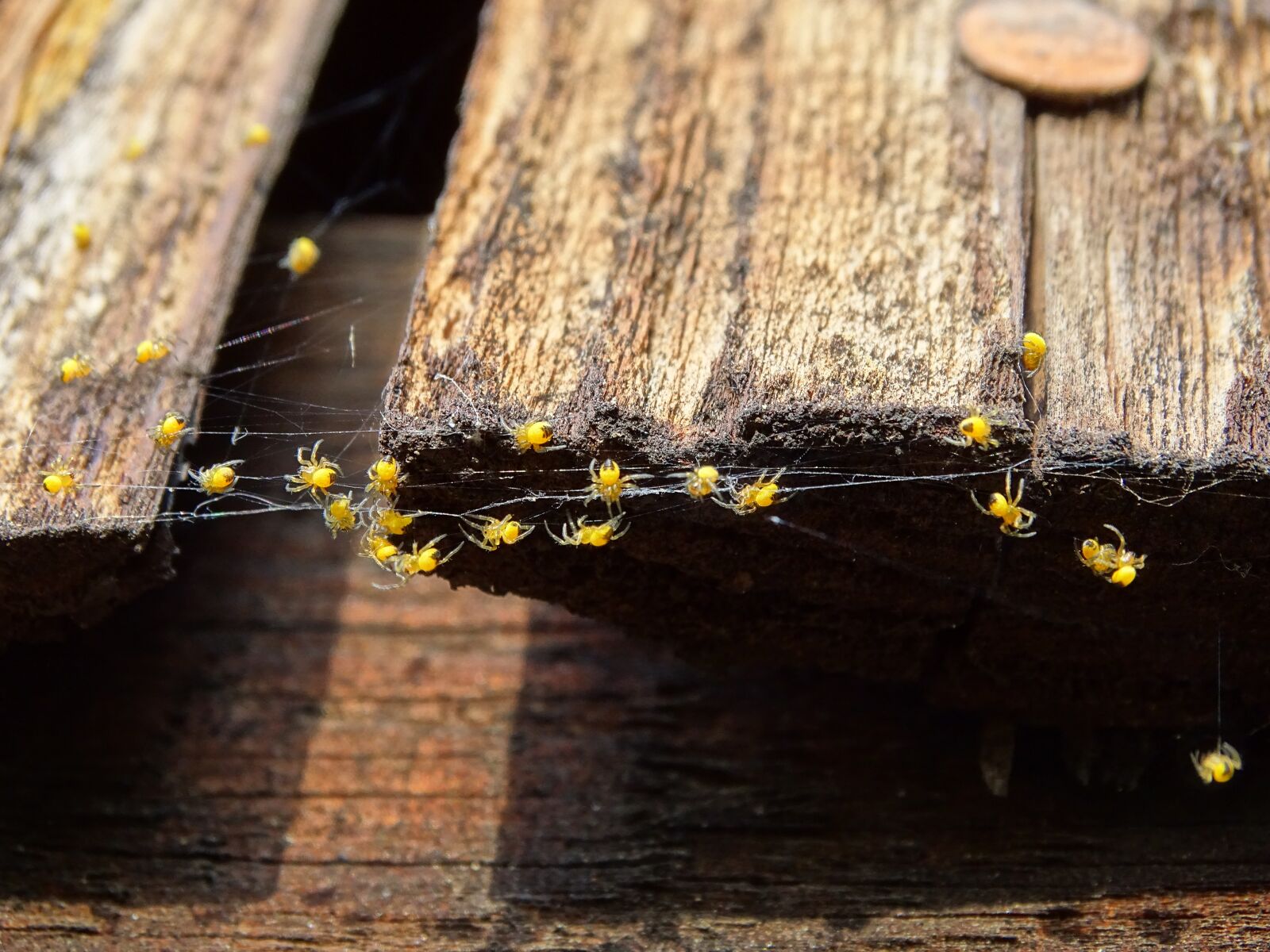 Sony Cyber-shot DSC-HX400V sample photo. Spider babies, spider nest photography