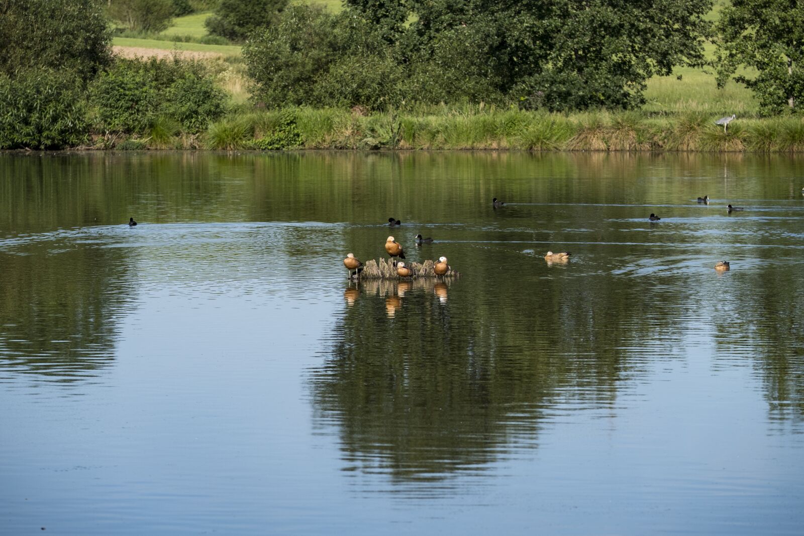 Fujifilm XF 50-140mm F2.8 R LM OIS WR sample photo. Pond, lake, river photography