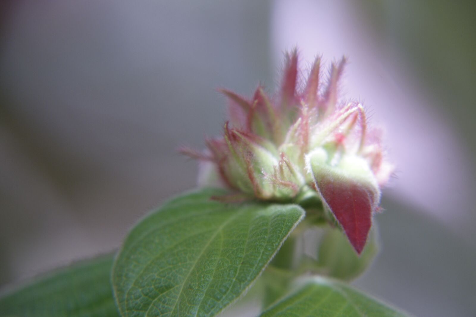Canon EOS 450D (EOS Rebel XSi / EOS Kiss X2) sample photo. Flower, cocoon, small photography