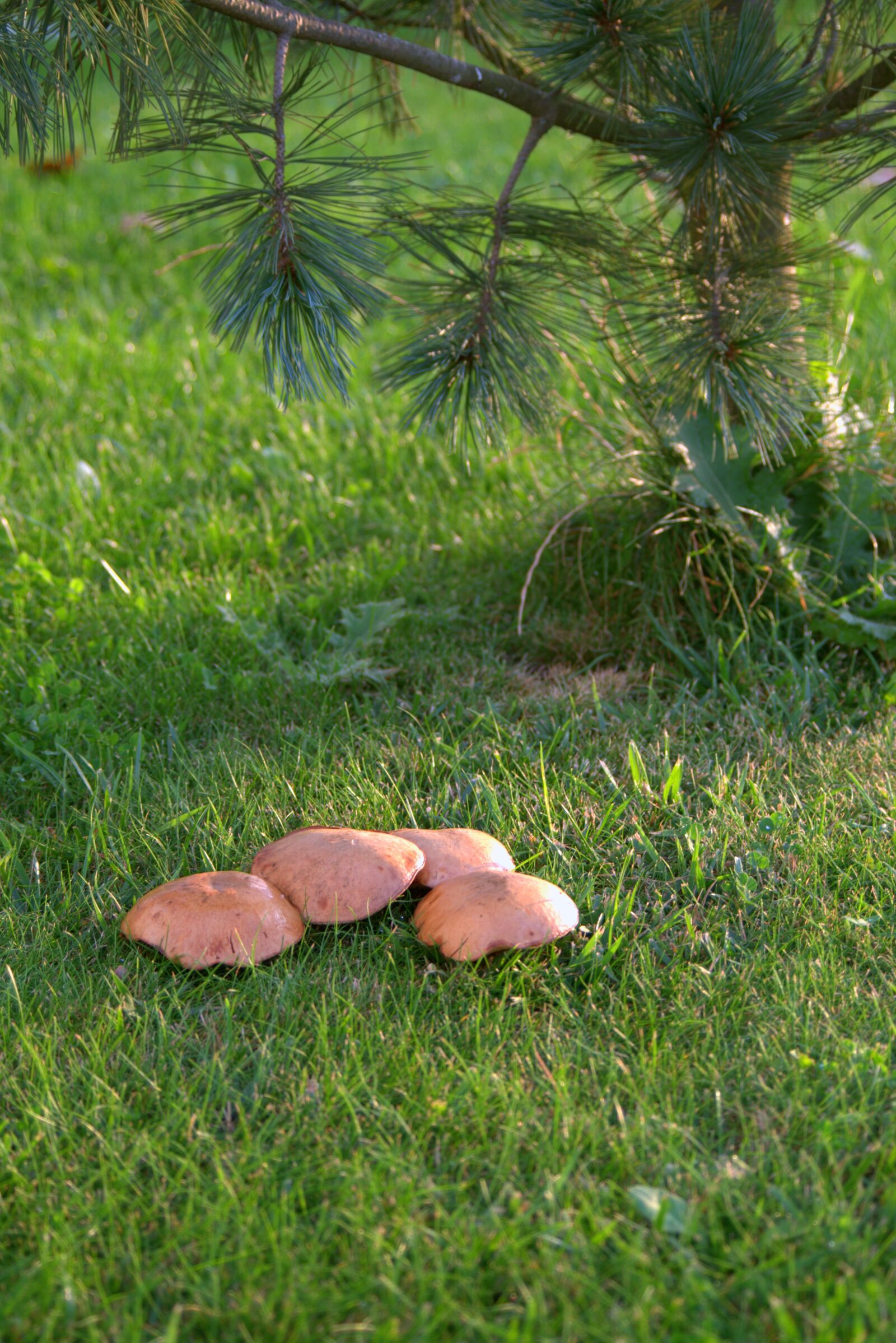 Pentax K-S2 sample photo. Mushrooms, meadow, polyana photography