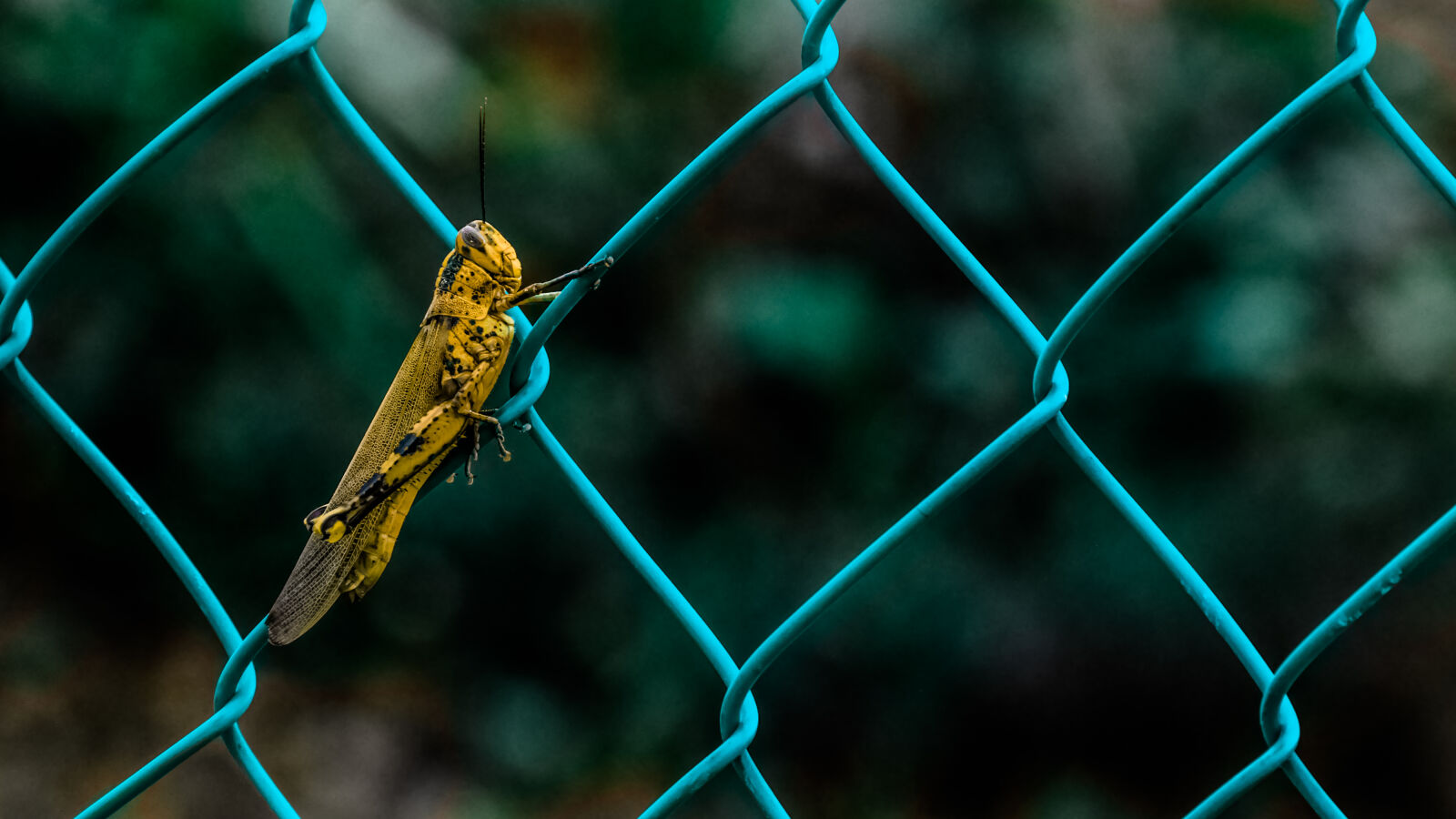 Samsung NX300 sample photo. Yellow, insects, close, up photography