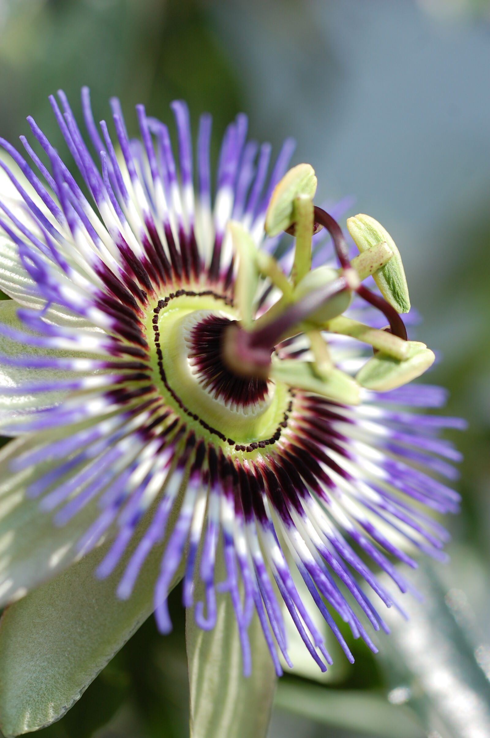 Nikon D40 sample photo. Close, up, color, colorful photography