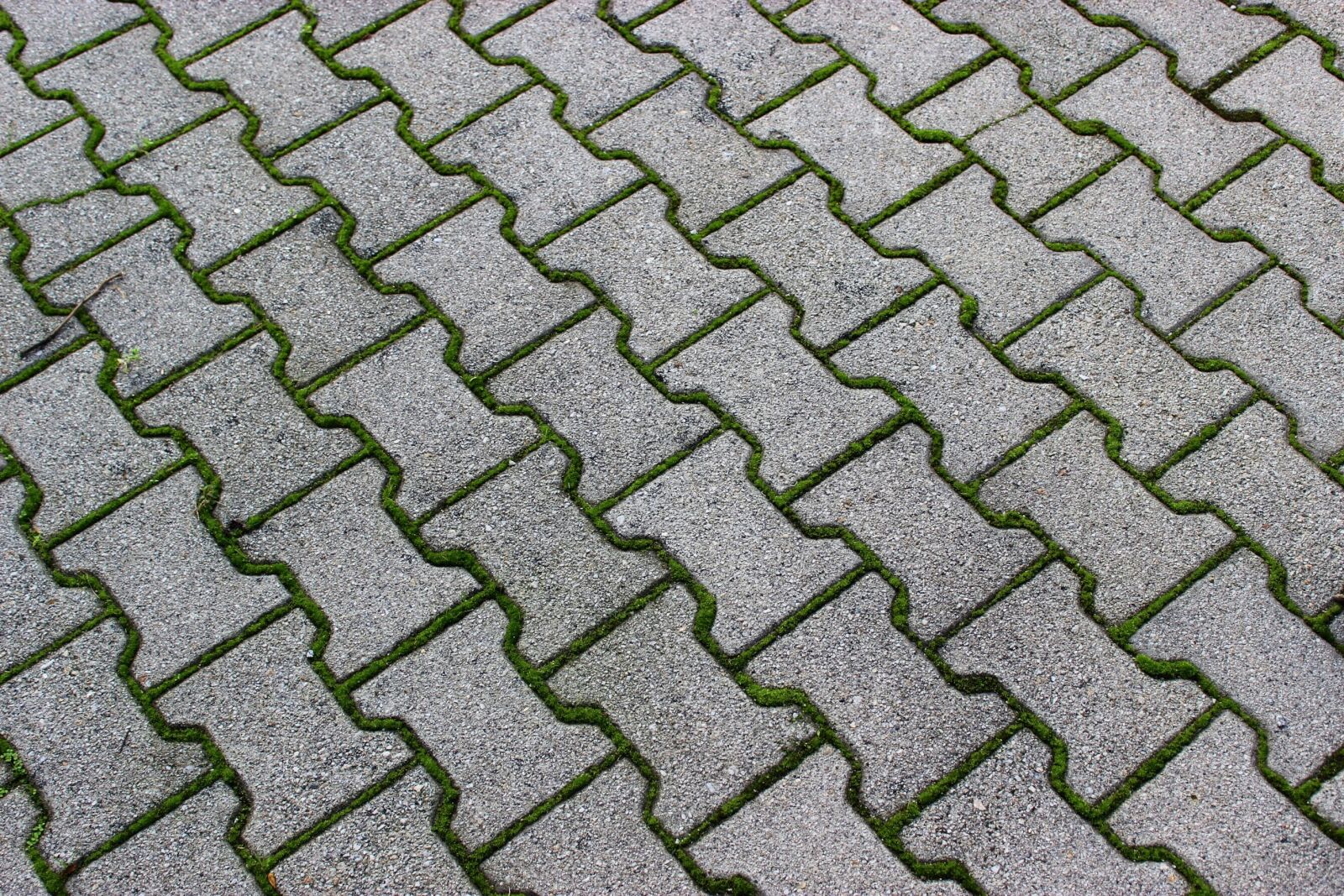 Canon EOS 600D (Rebel EOS T3i / EOS Kiss X5) sample photo. Pattern, grey, green photography