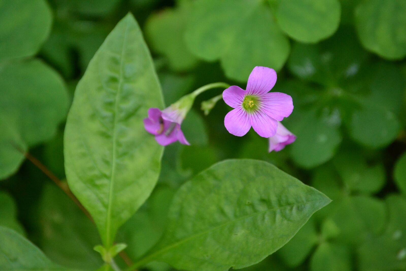 Nikon D3100 sample photo. Flowers, summer, nature photography