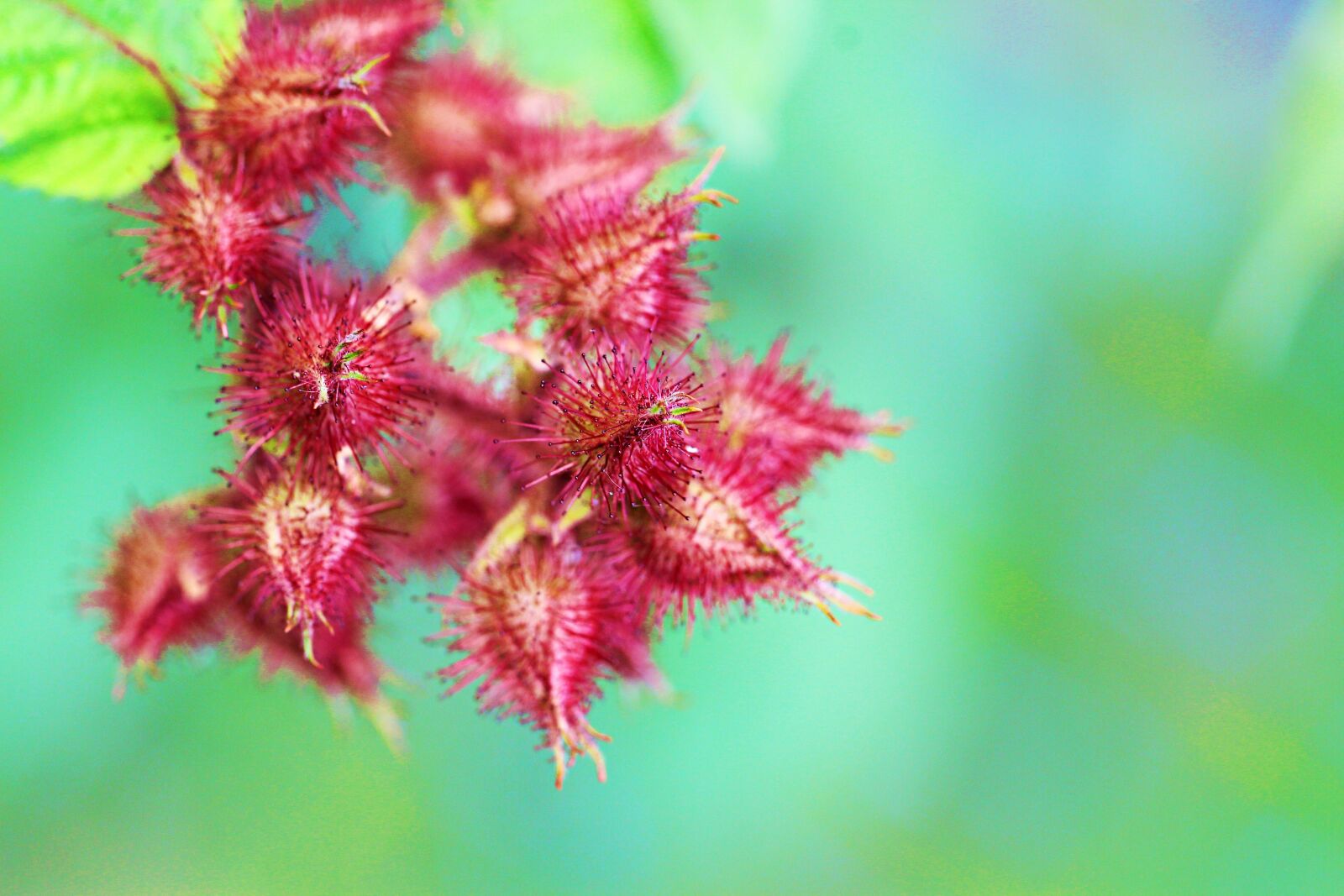 Canon EF 100mm F2.8L Macro IS USM sample photo. Blackberry, bud, pink photography