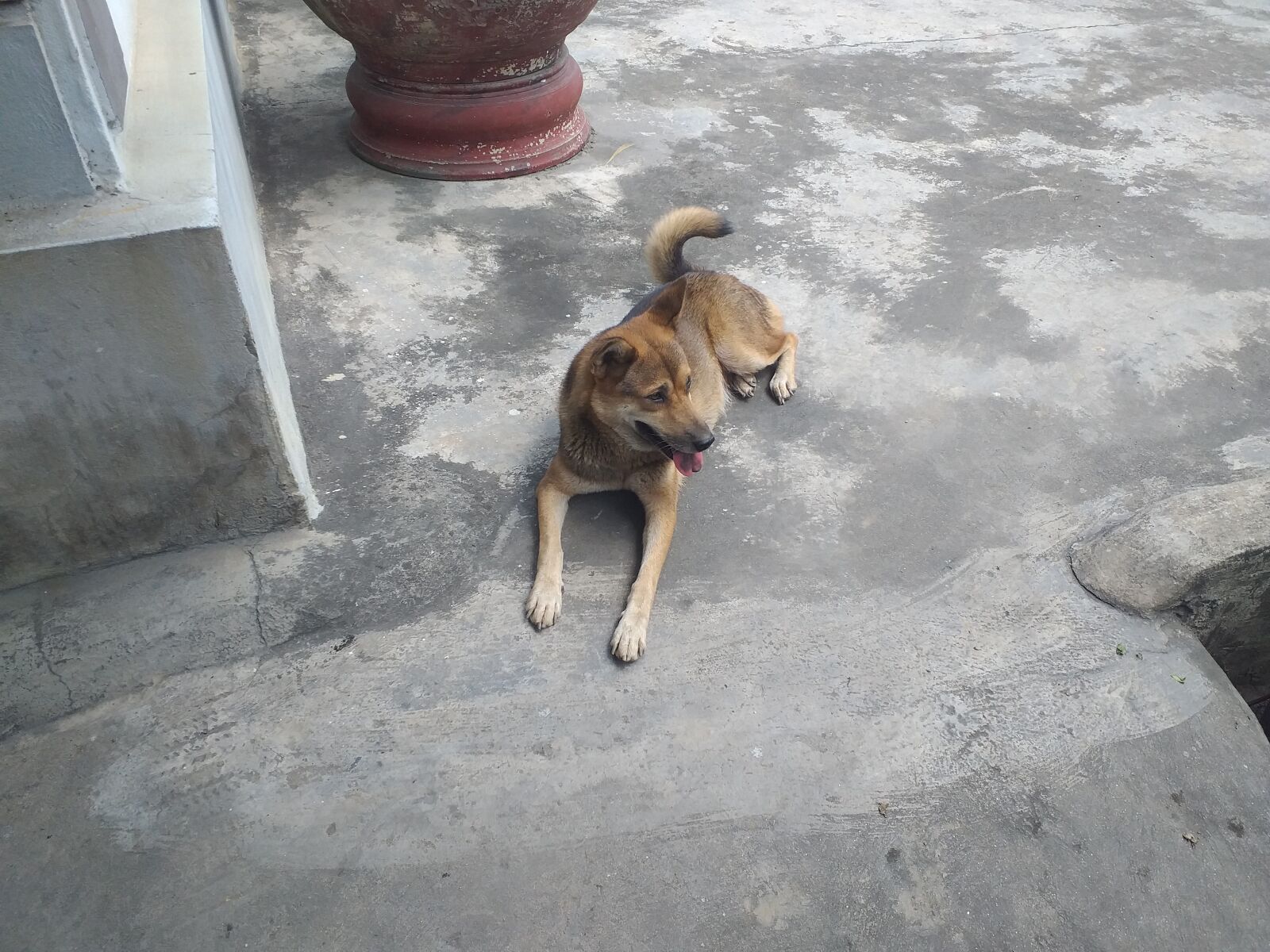 Samsung Galaxy J6+ sample photo. I love my dog photography