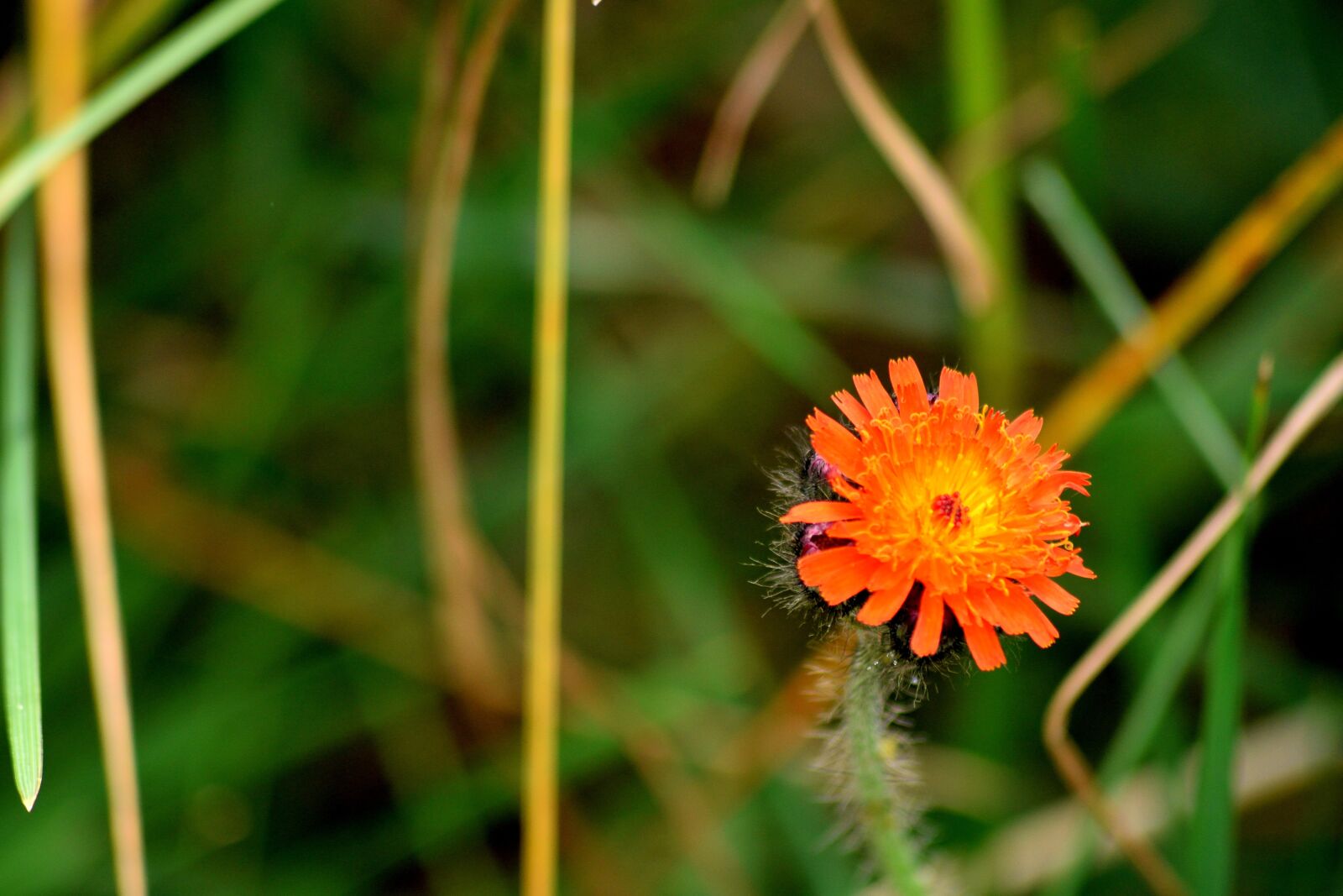 Nikon D3300 sample photo. Flower, nature, closeup photography