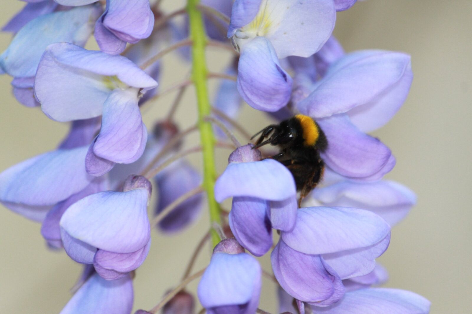 Canon EOS 500D (EOS Rebel T1i / EOS Kiss X3) sample photo. Nature, insect, bourdon photography