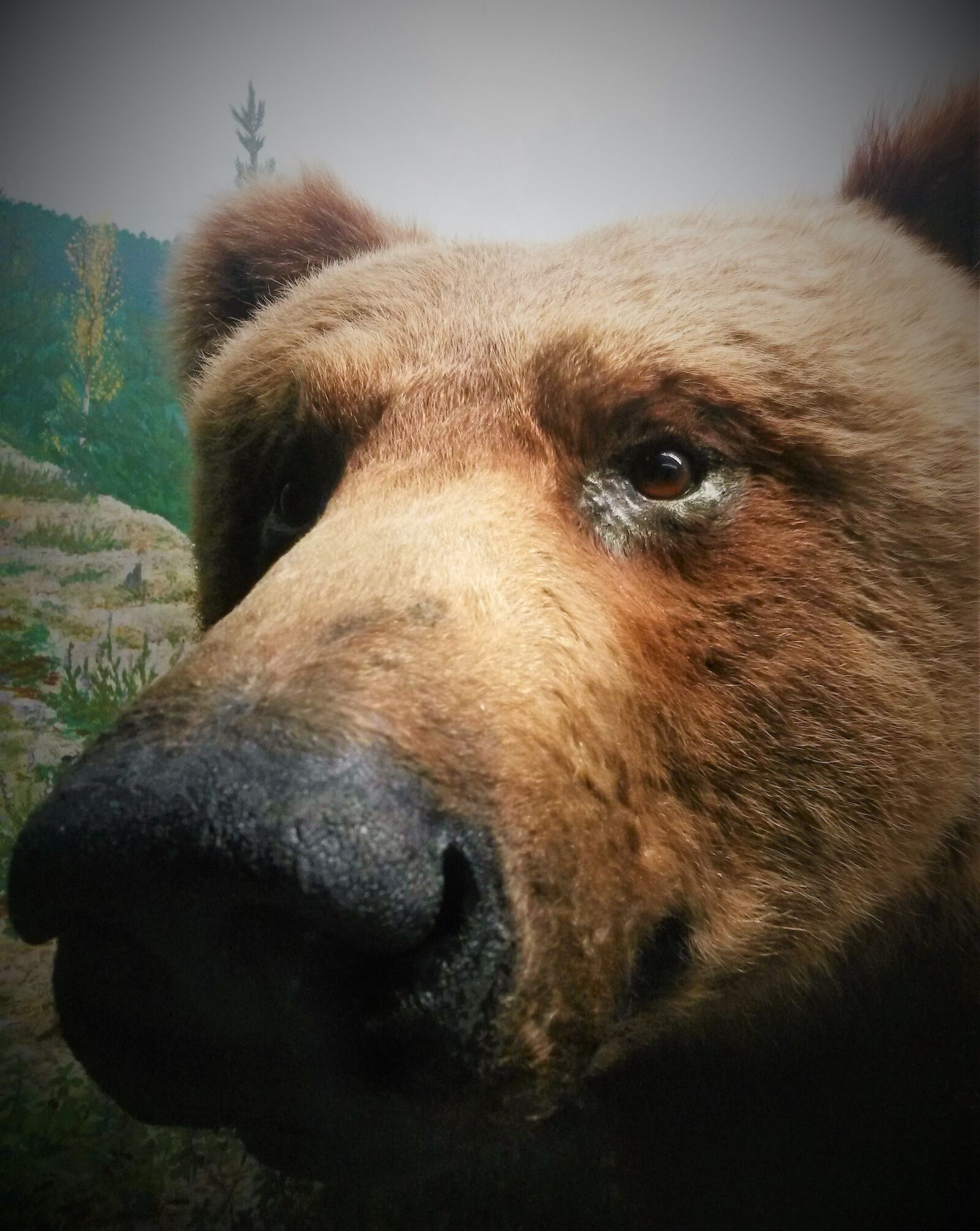 Samsung Galaxy S4 Mini sample photo. Bear, stuffed animal, the photography