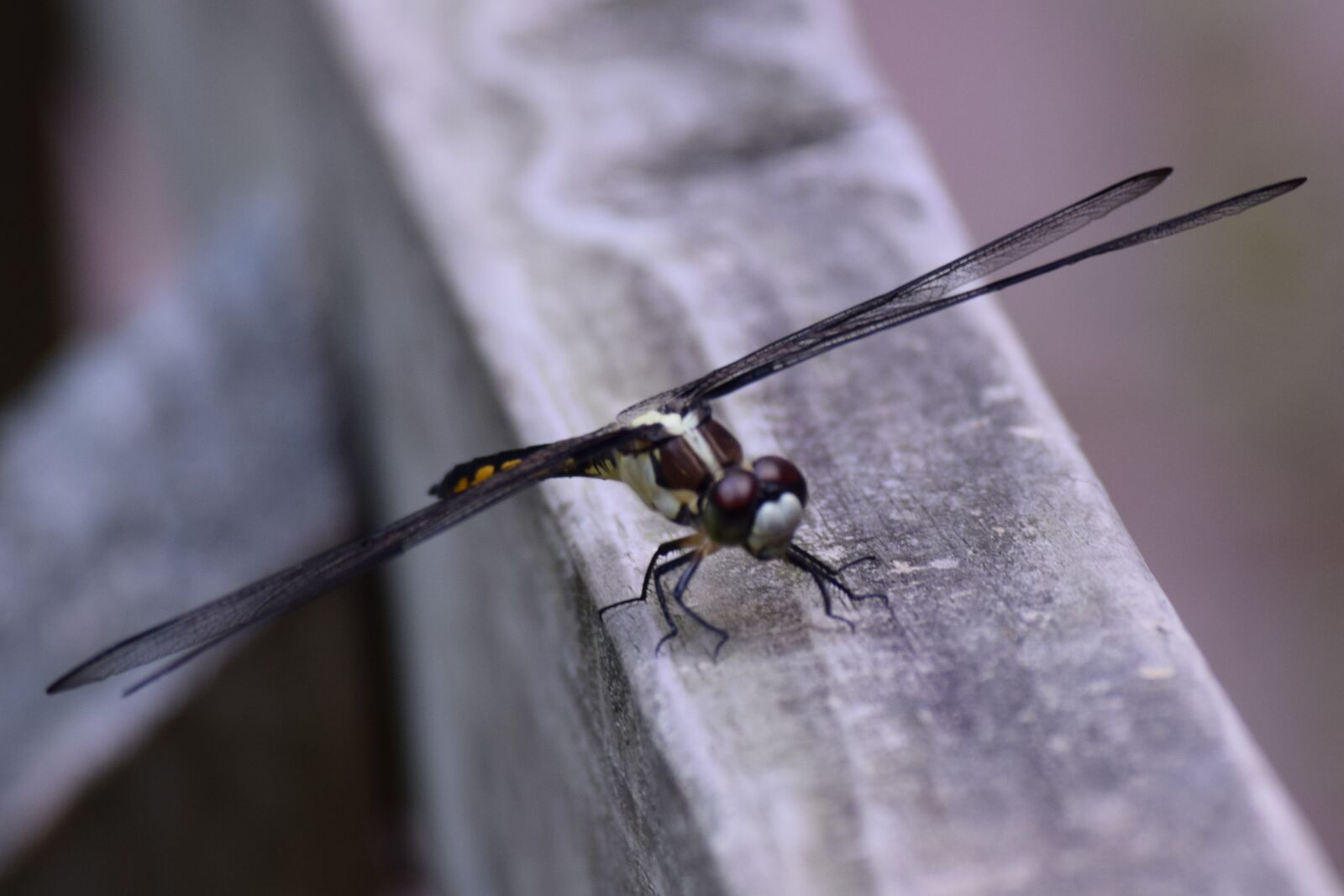 Nikon D3300 sample photo. Dragon fly, insect, flying photography