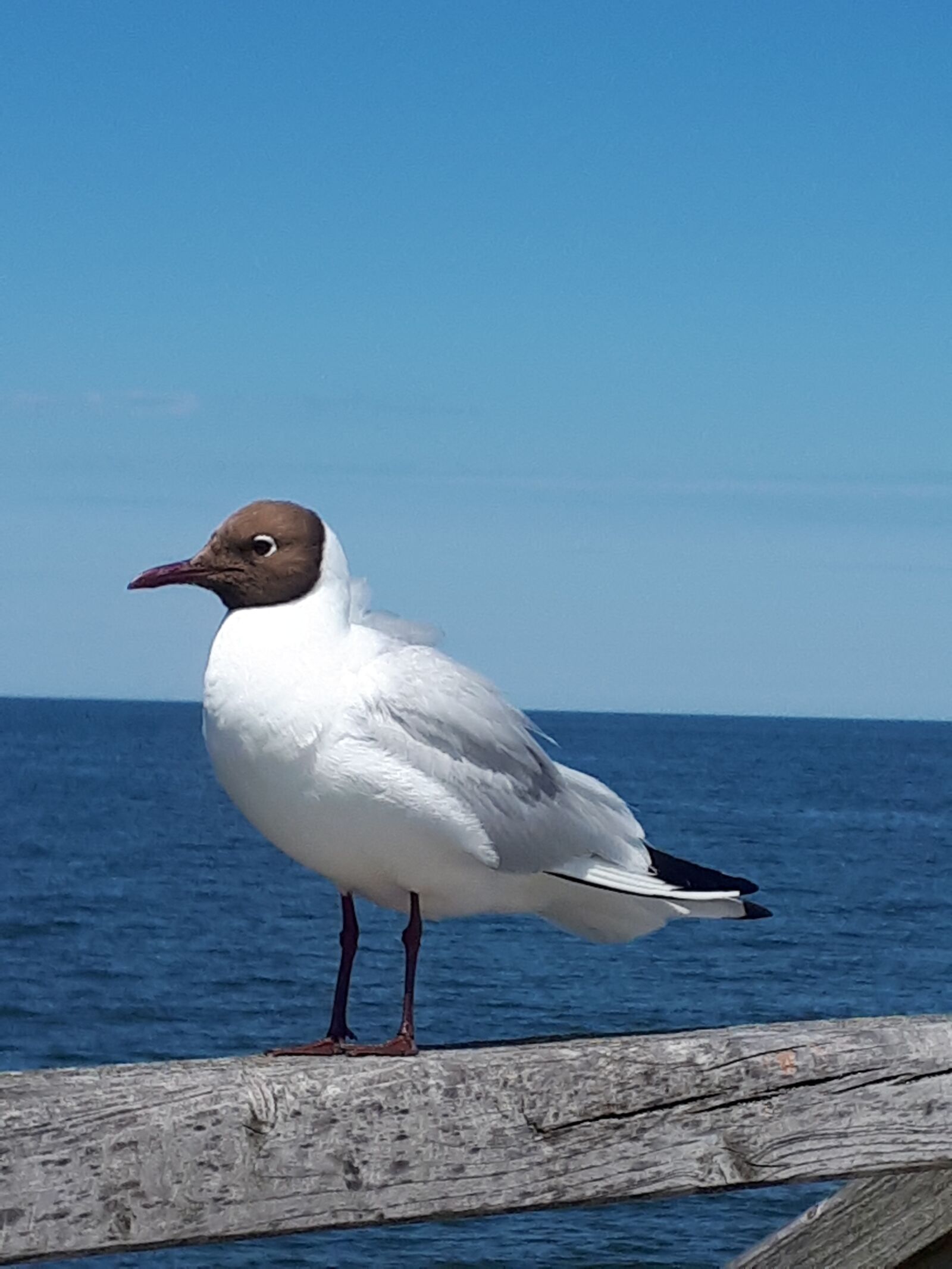 Samsung Galaxy A5(2017) sample photo. Black headed gull, seagull photography