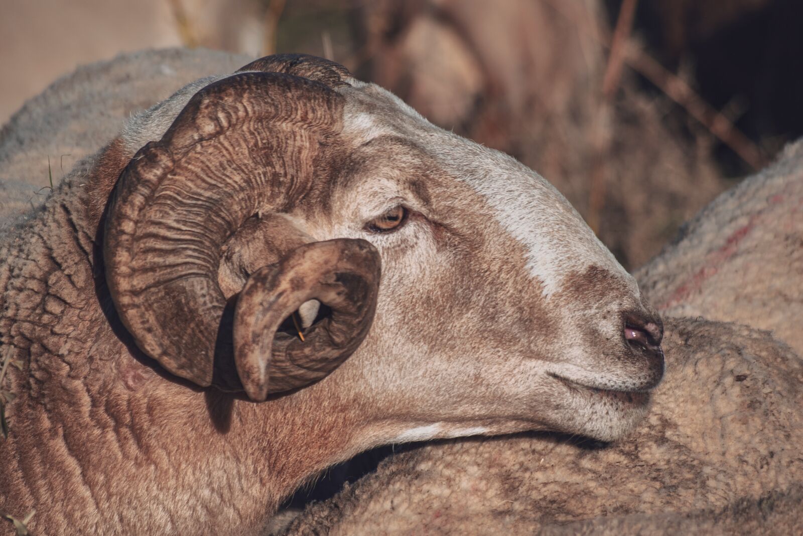 Nikon D3300 sample photo. Sheep, livestock, horns photography