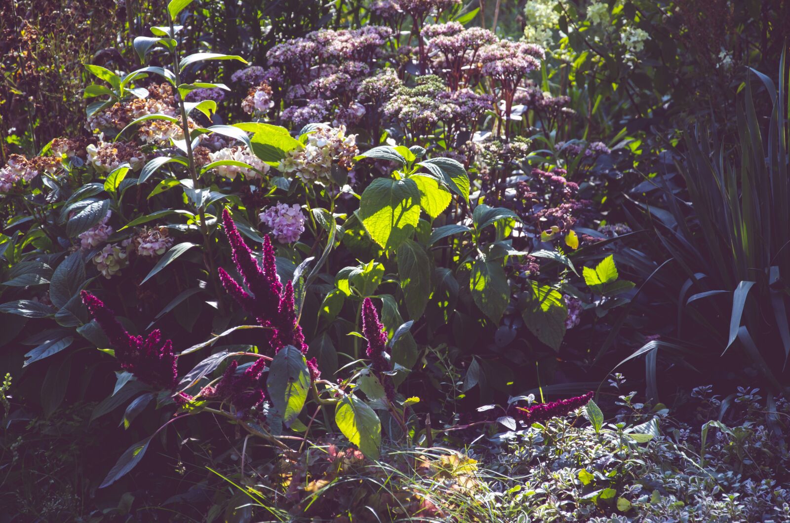 Nikon D5100 sample photo. Nature, garden, flowers photography