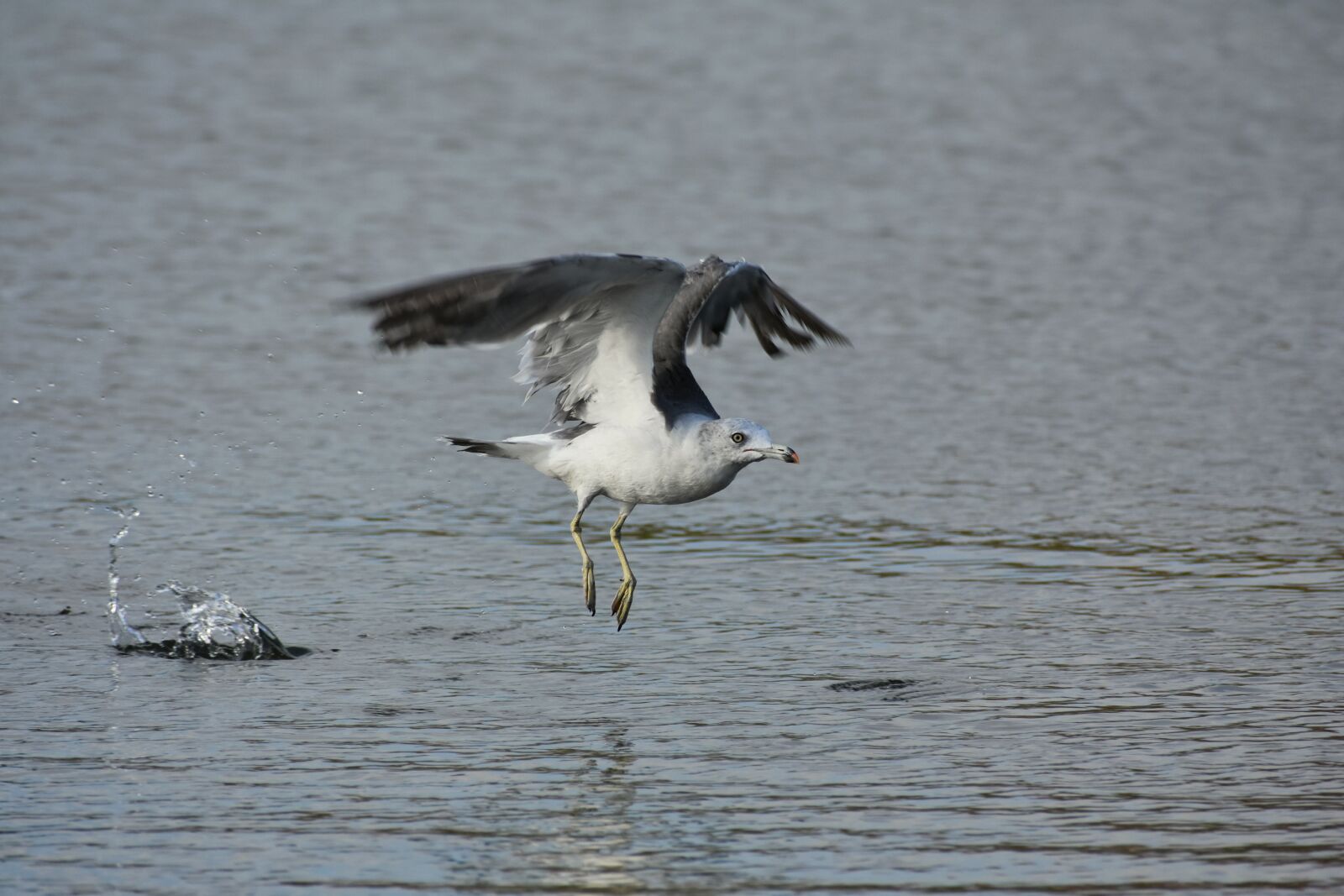 Nikon D7200 sample photo. Animal, sea, beach photography