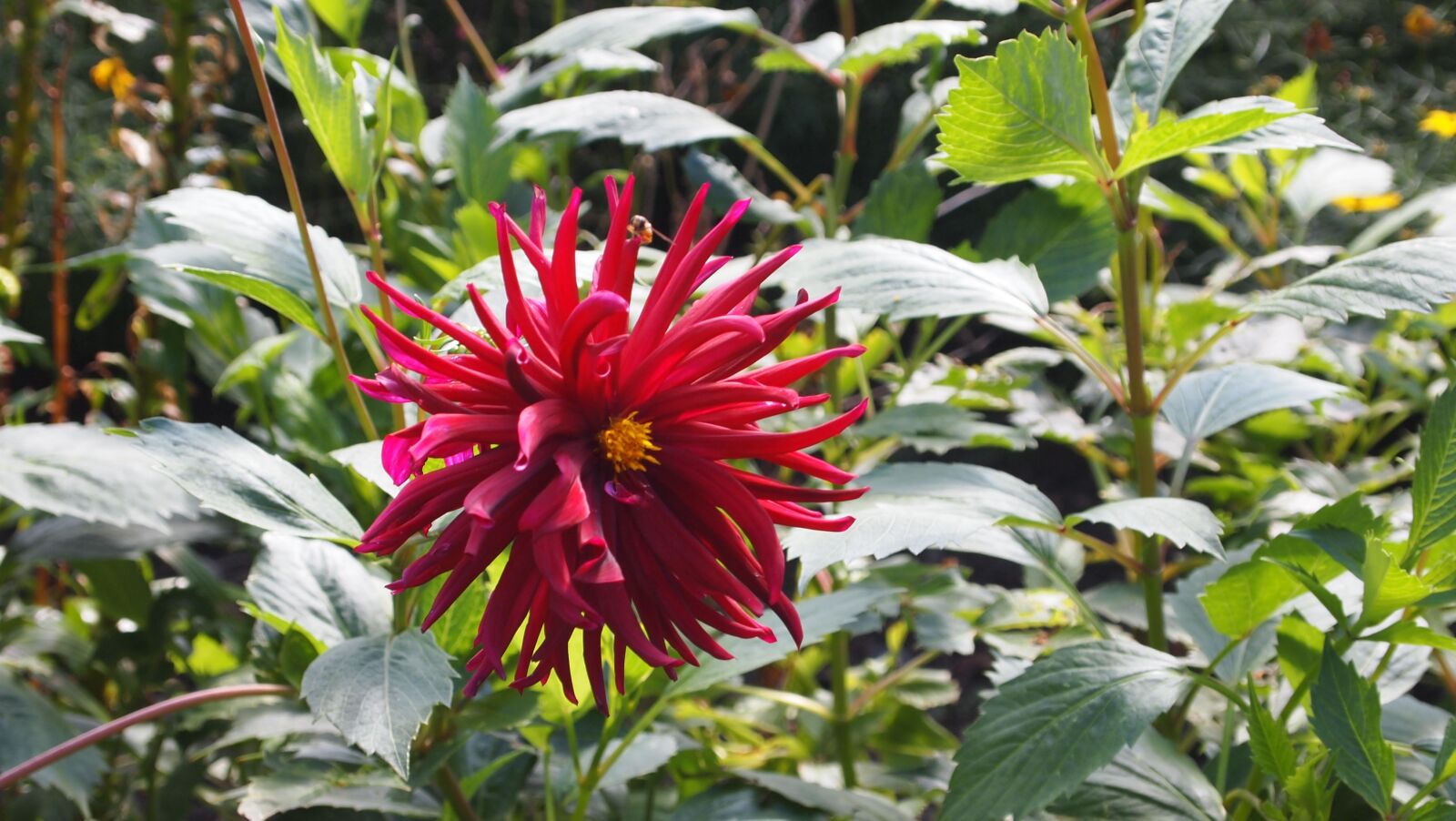 Olympus PEN E-PL1 sample photo. Flower, red, blossom photography
