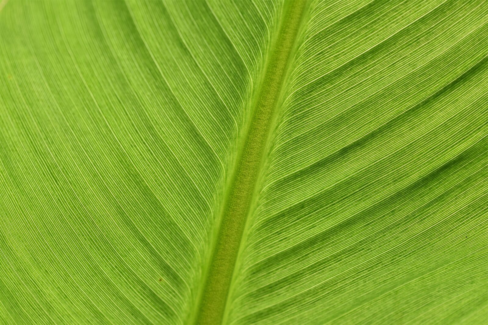 Nikon D7200 sample photo. Banana leaf, leaf, banana photography