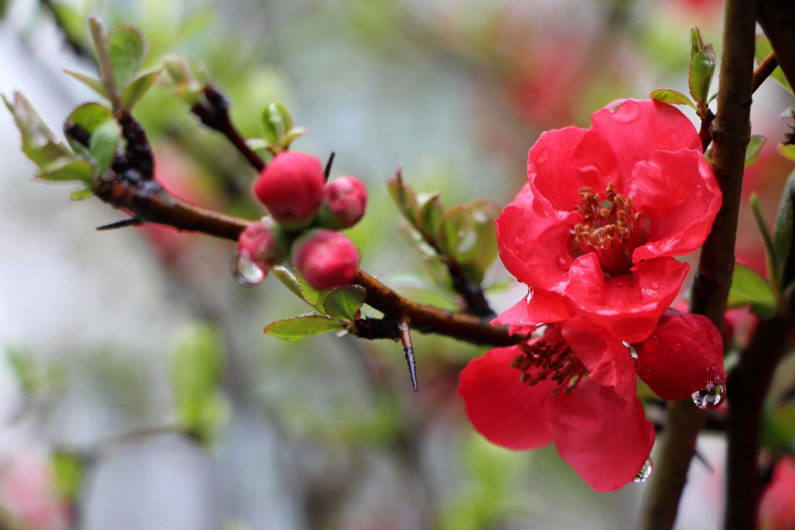 Canon EOS 650D (EOS Rebel T4i / EOS Kiss X6i) sample photo. People who tree flower photography