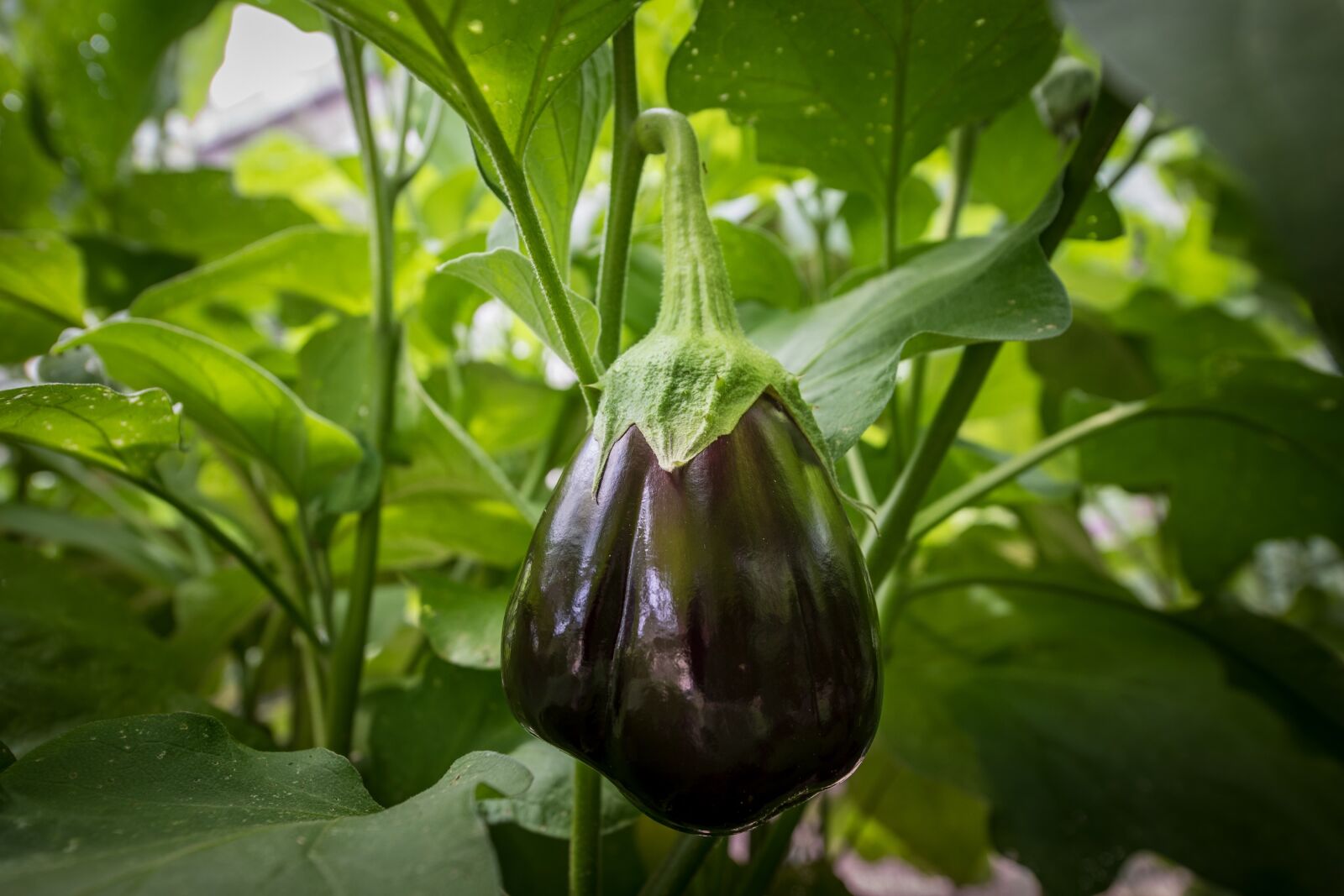 Nikon D850 sample photo. Eggplant, aubergine, solanum melongena photography
