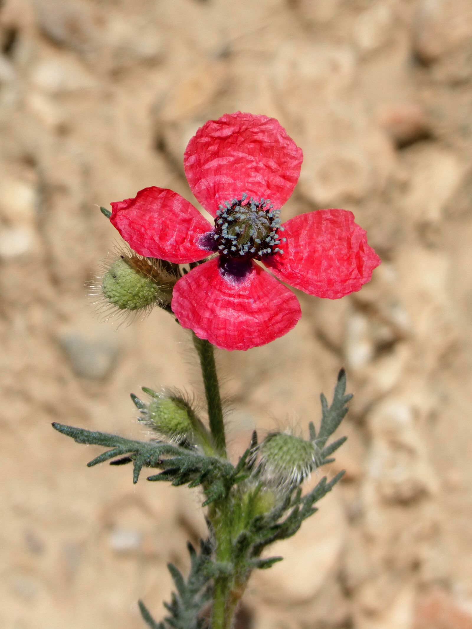 Panasonic DMC-FZ62 sample photo. Flower, poppy, sad poppy photography