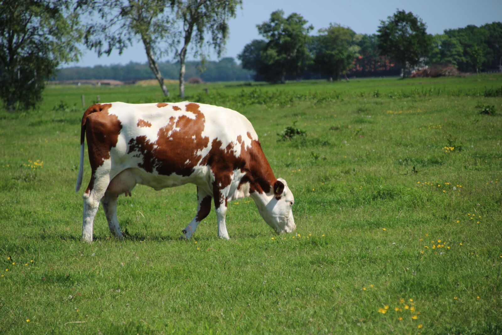 Canon EOS 1300D (EOS Rebel T6 / EOS Kiss X80) + Canon TS-E 90mm F2.8 Tilt-Shift sample photo. Cow, meadow, cattle photography