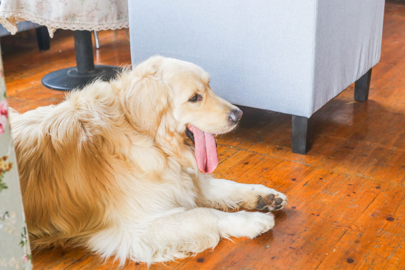 Canon EOS 6D + Canon EF 50mm F1.8 STM sample photo. Golden, dog photography