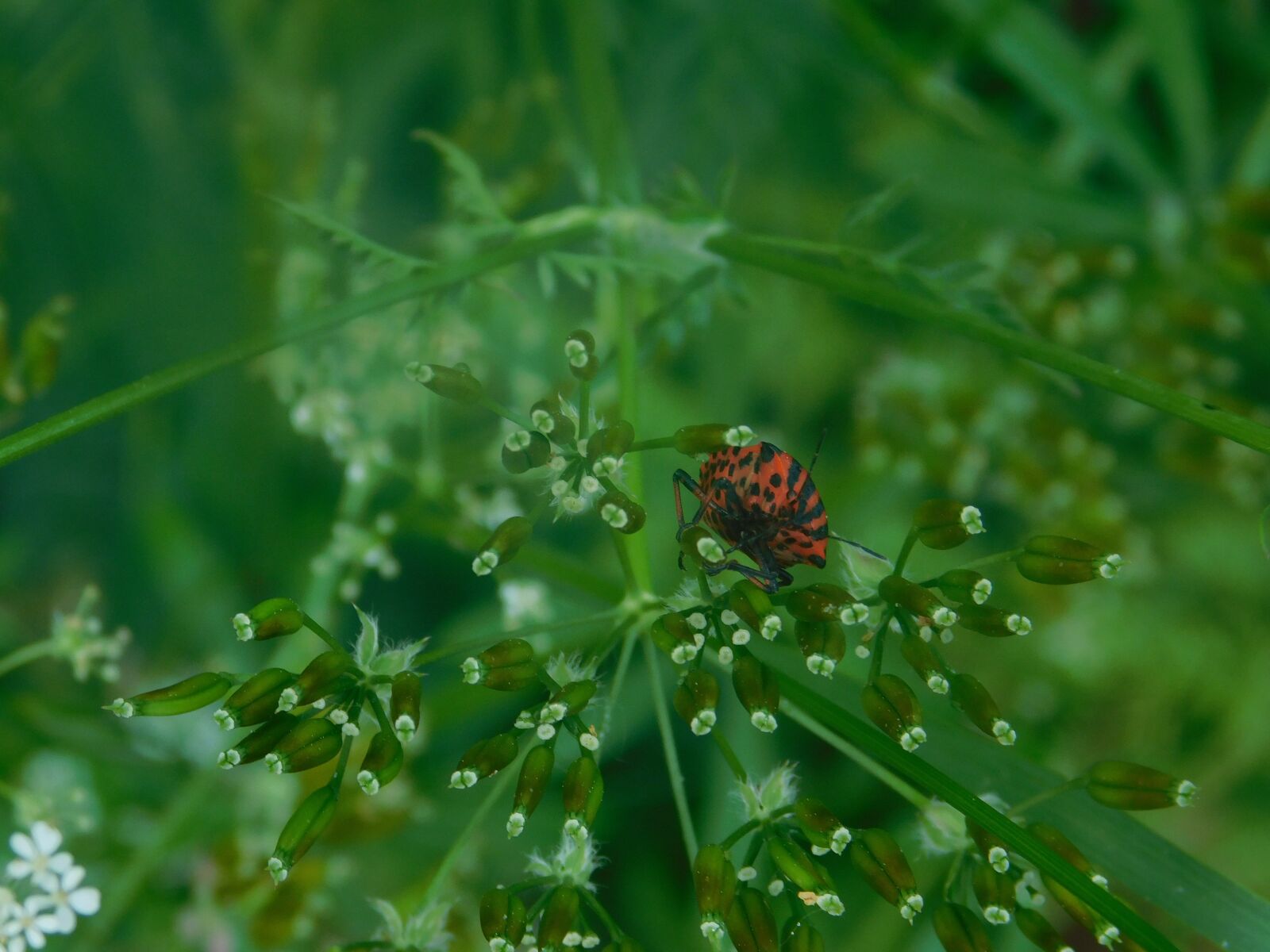Nikon Coolpix B500 sample photo. Beetle, plant, insect photography
