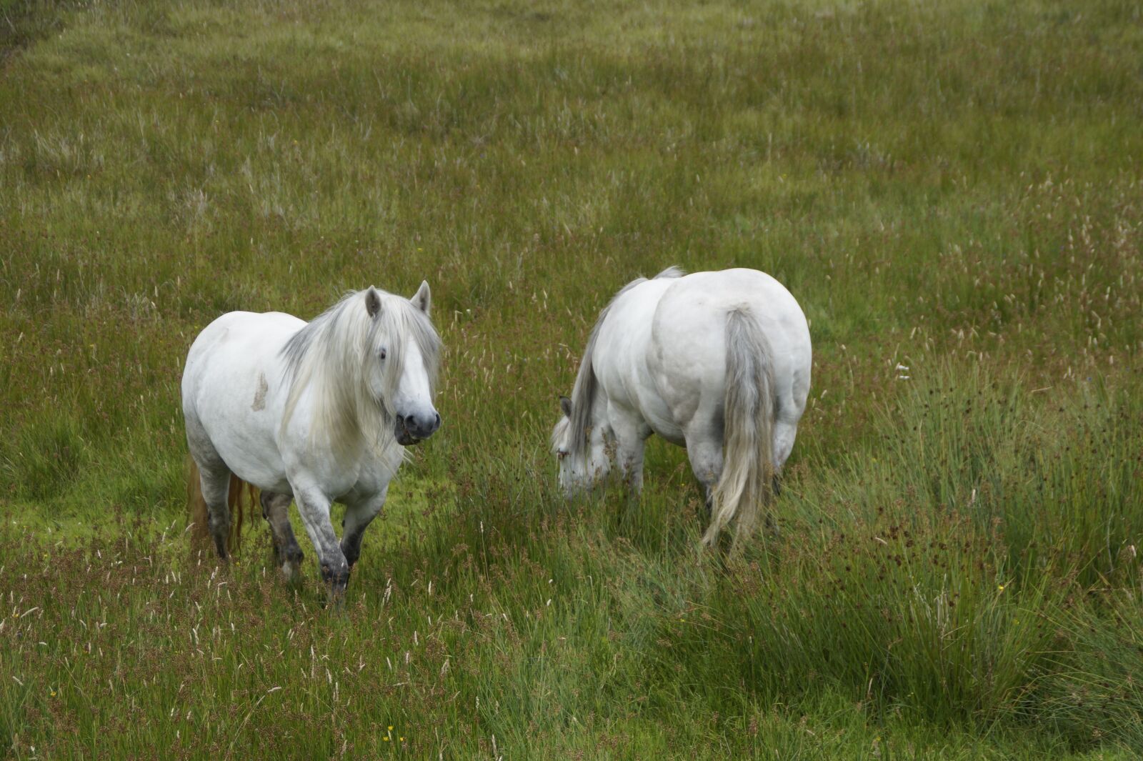 Sony SLT-A58 sample photo. Horses, scotland, landscape photography