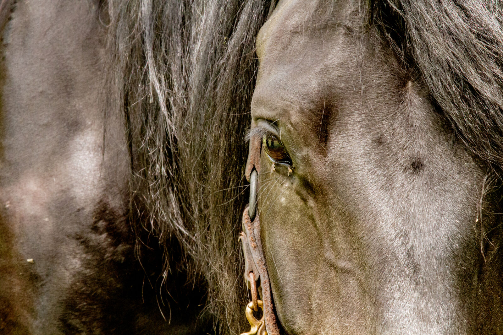 Canon EOS 7D sample photo. Animal, animal, farming, black photography