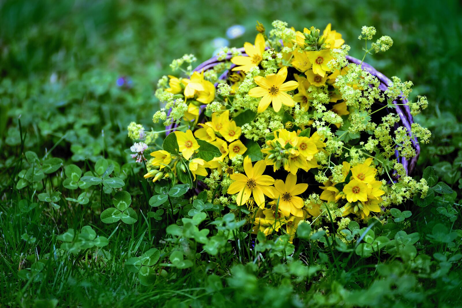 Nikon D610 sample photo. Bouquet, meadow, klee photography