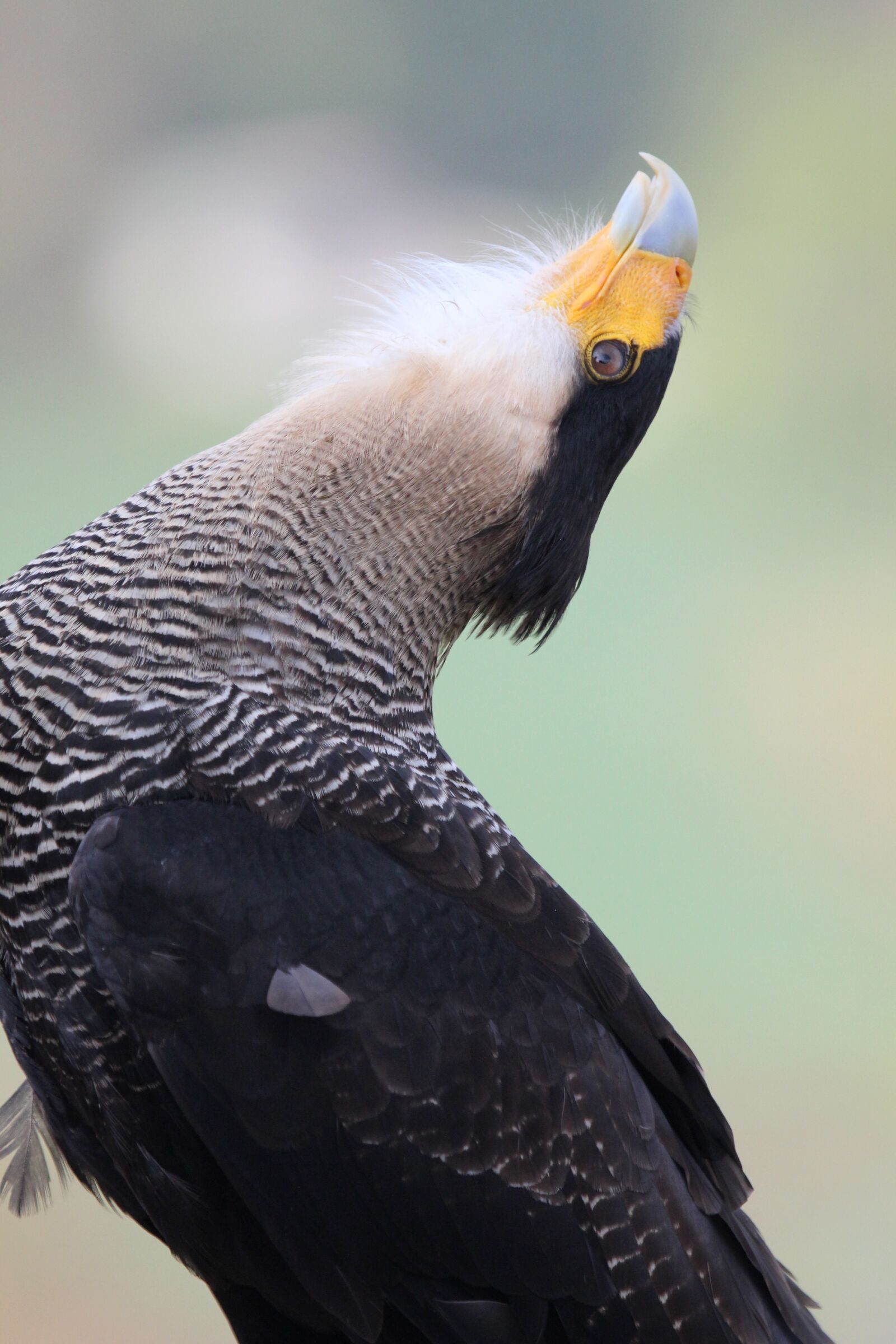 Canon EOS 550D (EOS Rebel T2i / EOS Kiss X4) sample photo. Bird, bird craze, wild photography