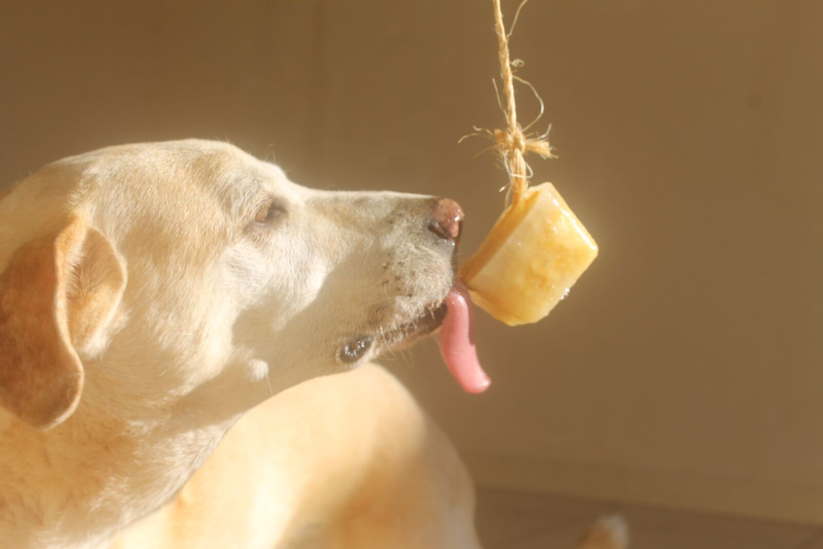 Canon EOS 1100D (EOS Rebel T3 / EOS Kiss X50) sample photo. Animals, dog, pet photography