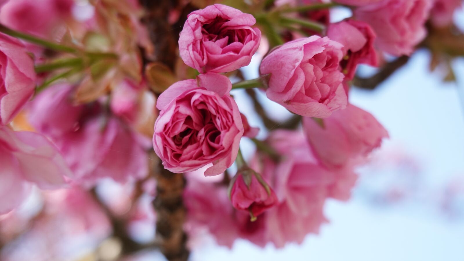 Sony Cyber-shot DSC-RX100 VI sample photo. Cherry blossom, cherry tree photography
