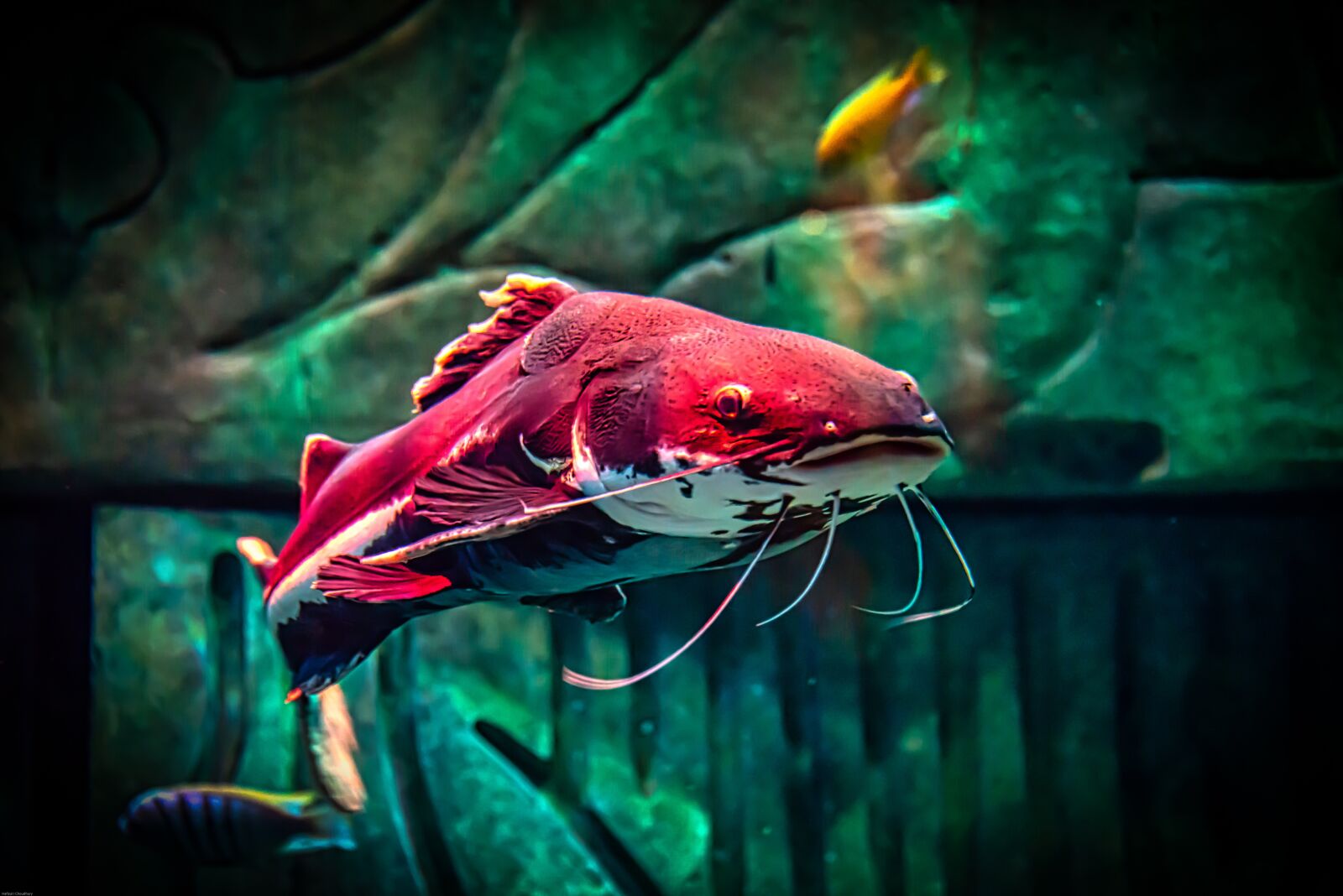Nikon D800 sample photo. Aquarium, fish, underwater photography