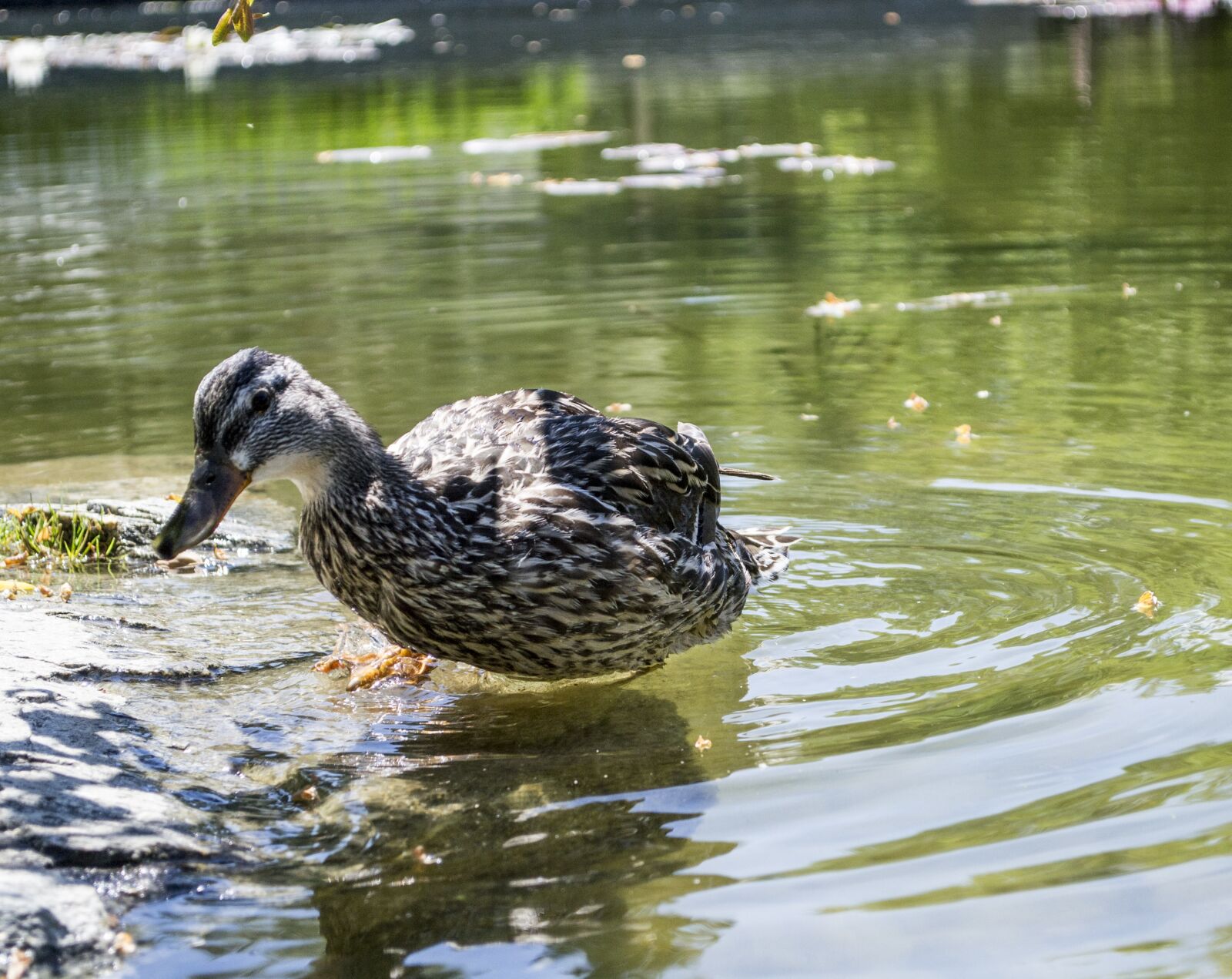 Nikon D3100 sample photo. Duck, pond, water photography
