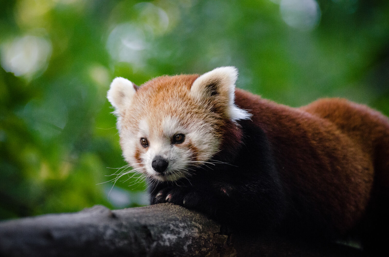 AF Zoom-Nikkor 80-200mm f/2.8 ED sample photo