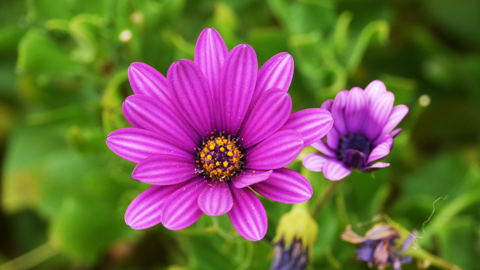 Panasonic Lumix DMC-GH3 sample photo. Flowers, this type, abstract photography