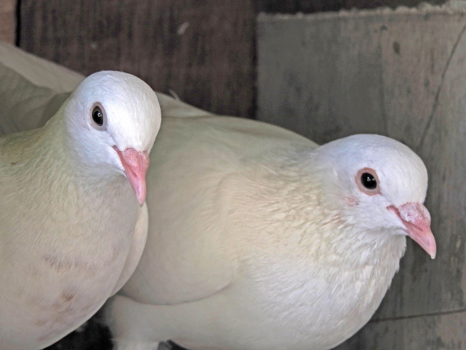 Nikon Coolpix P610 sample photo. Pigeon, pair, bird photography