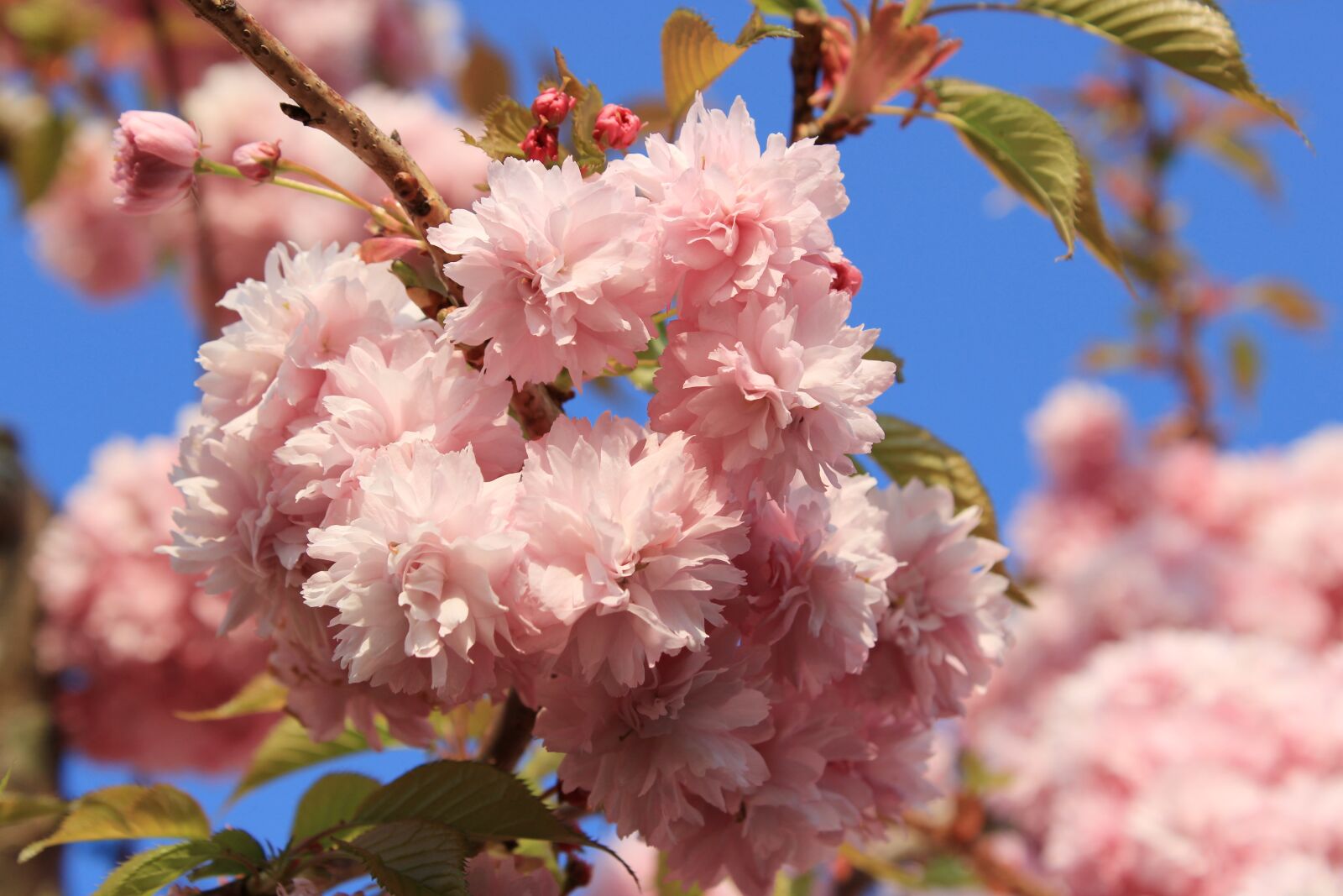 Canon EOS 2000D (EOS Rebel T7 / EOS Kiss X90 / EOS 1500D) sample photo. Cherry blossom, japanese cherry photography