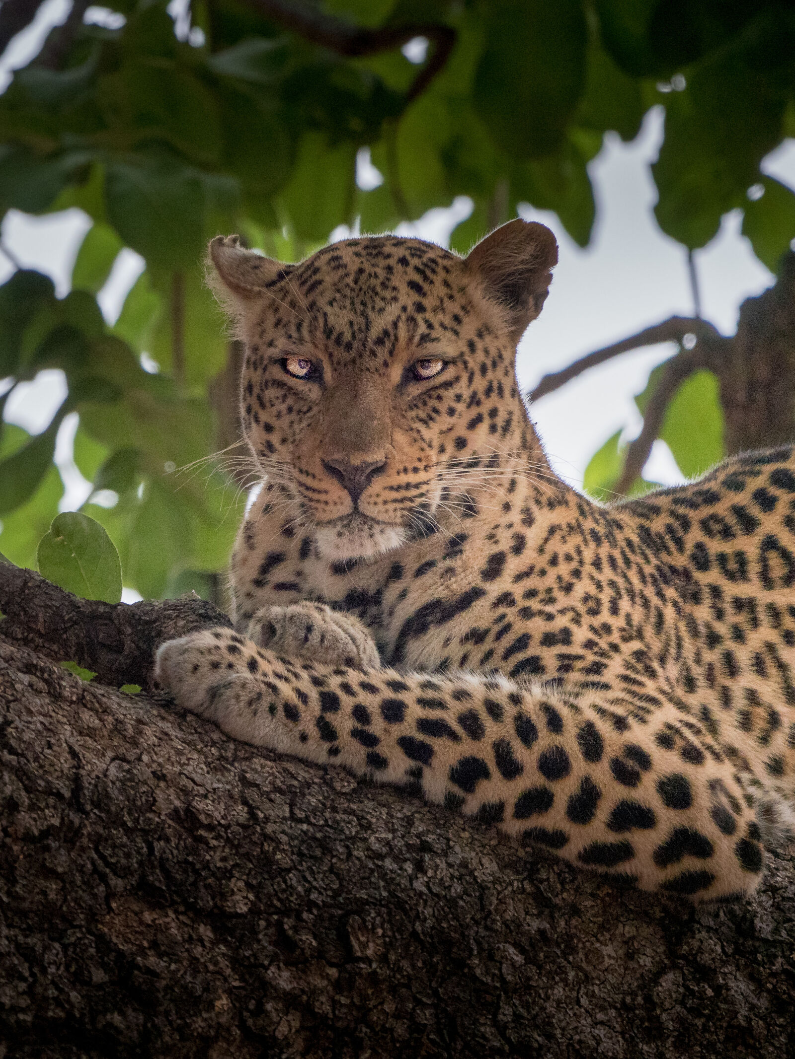 LEICA DG 100-400/F4.0-6.3 sample photo. Africa, leopard, zambia photography