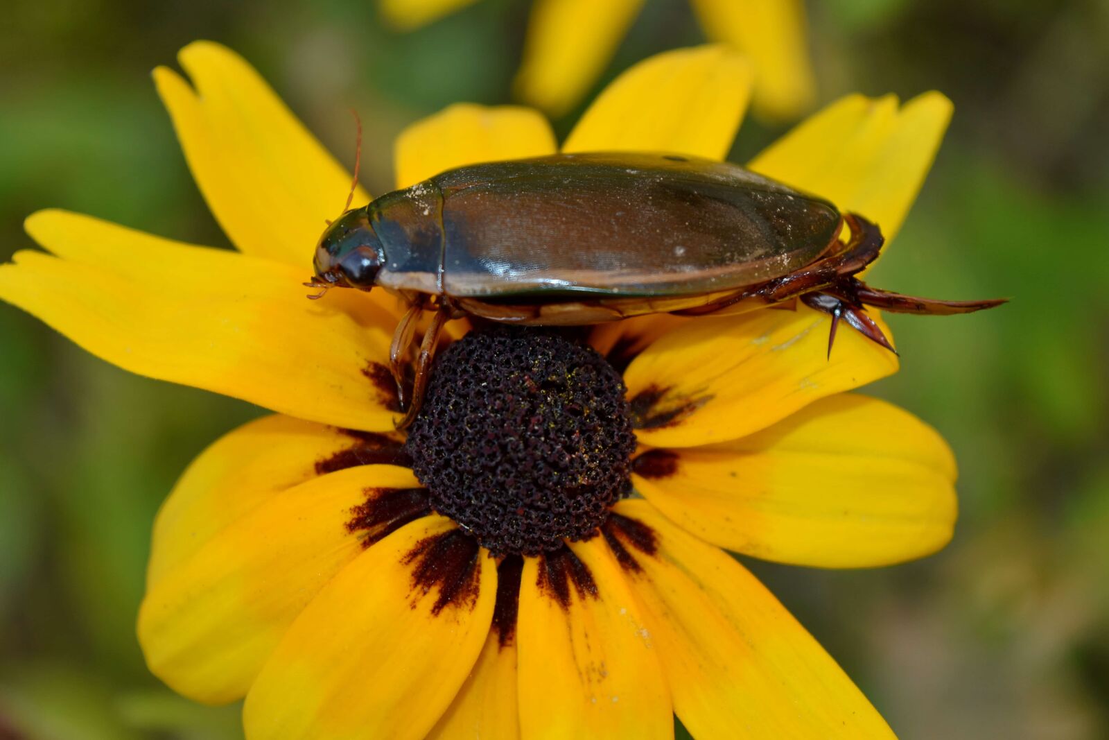 Nikon D5500 sample photo. Animal, arthropod, beautiful flowers photography