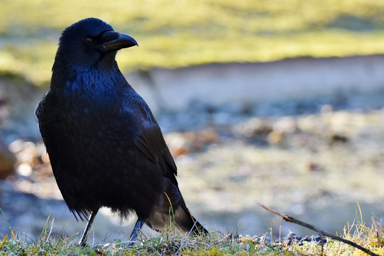 Nikon D7200 sample photo. Raven, crow, raven bird photography