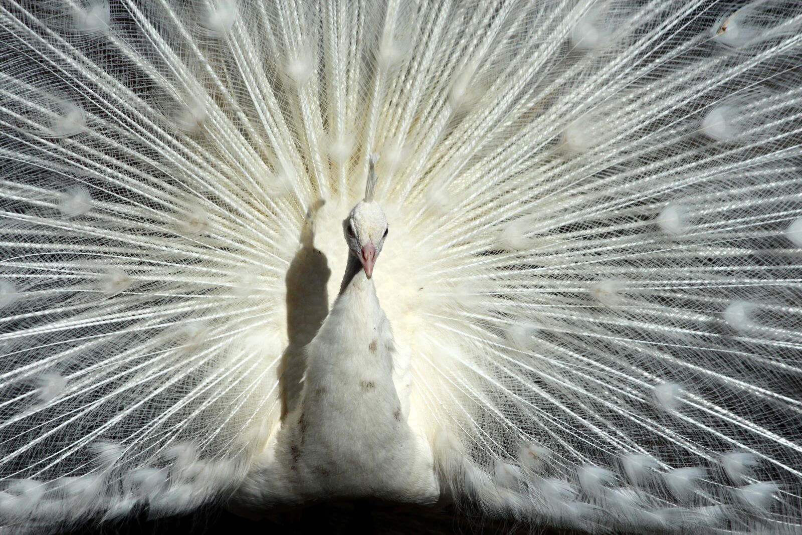 Canon EOS 650D (EOS Rebel T4i / EOS Kiss X6i) sample photo. Peacock, tail, white peacock photography