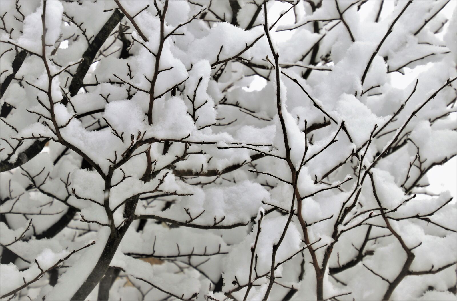 Canon EOS 80D sample photo. Winter, snow, twigs photography